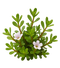 Bacopa Monnieri